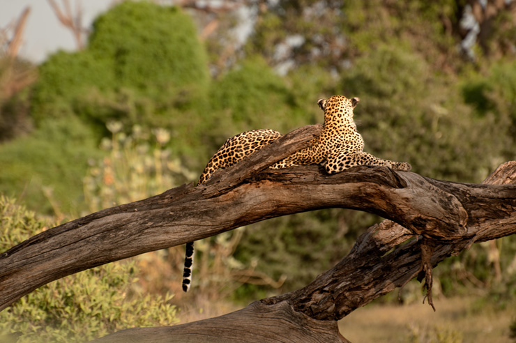 leopard: another perspective