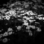 jill’s garden
